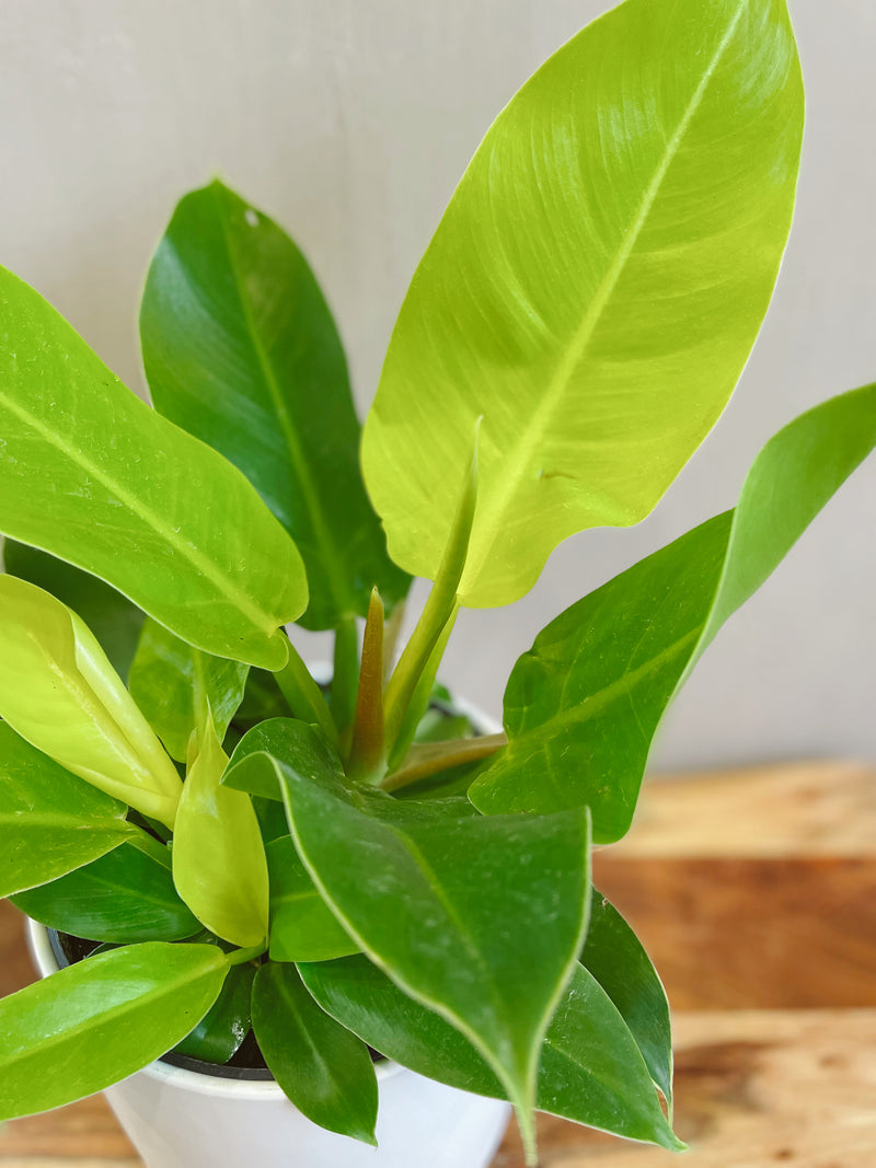 Philodendron 'Moonlight'