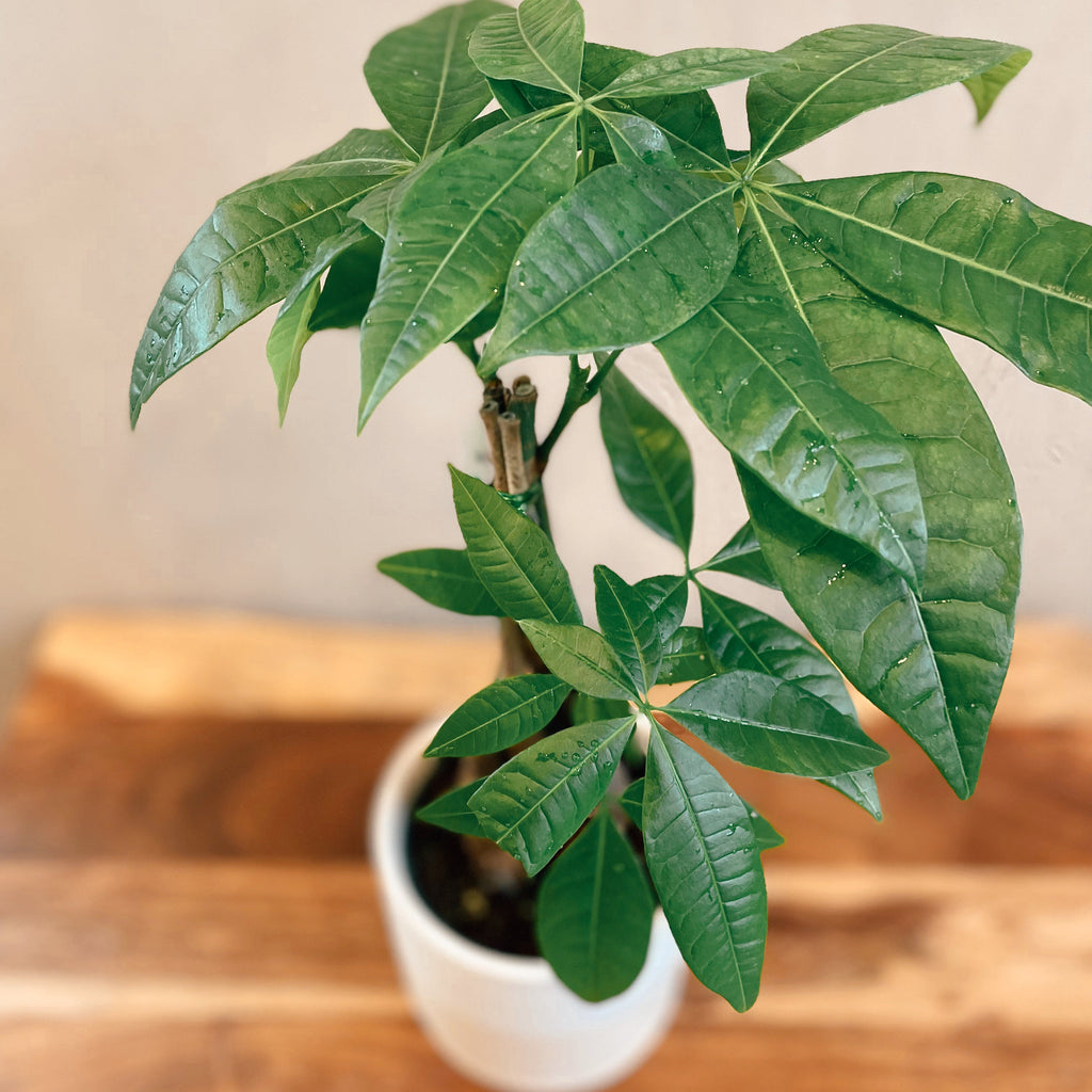 money tree terracotta Money Tree – The Terracotta Room