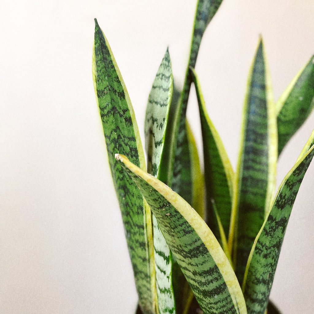 black friday snake plants Snake Plant (Black + Gold) – The Terracotta Room