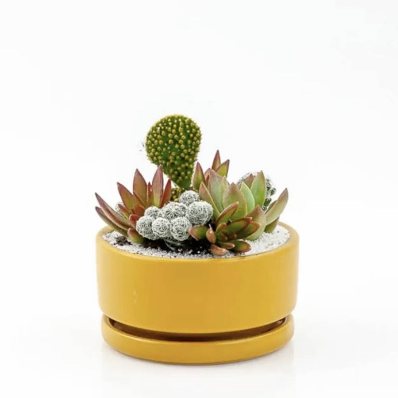 Low Bowl in Mustard