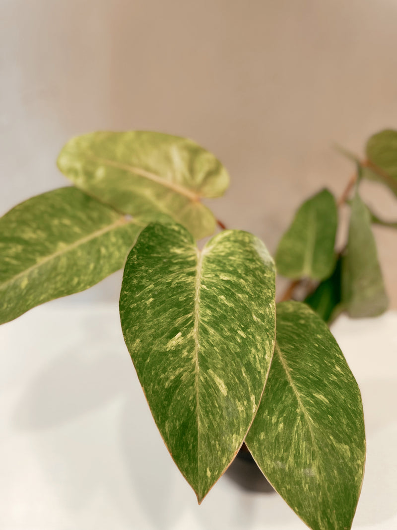 Philodendron 'Painted Lady'