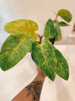 Philodendron 'Painted Lady'