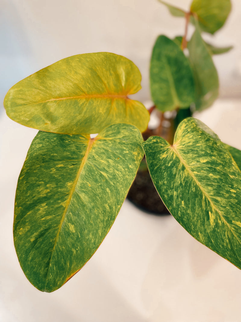 Philodendron 'Painted Lady'