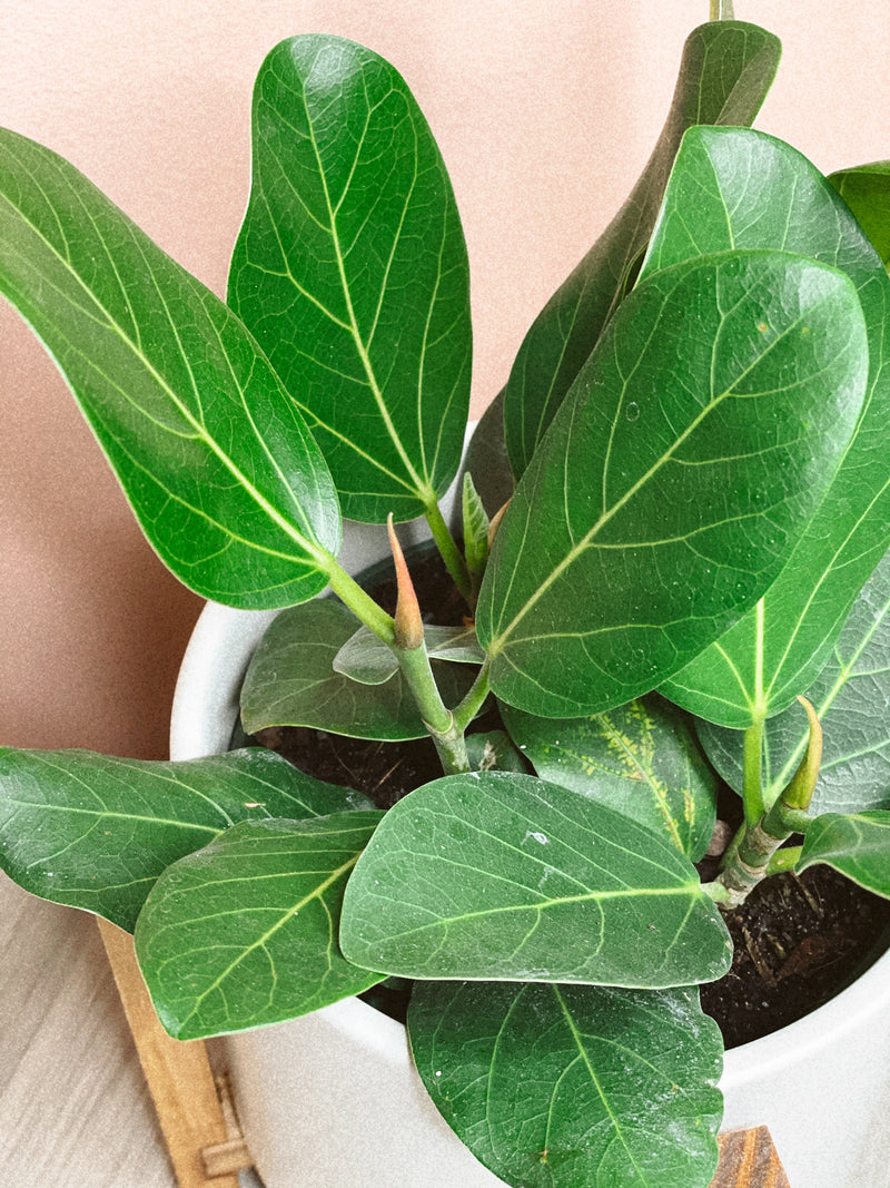 ficus audrey potting soil Ficus 'Audrey' – The Terracotta Room