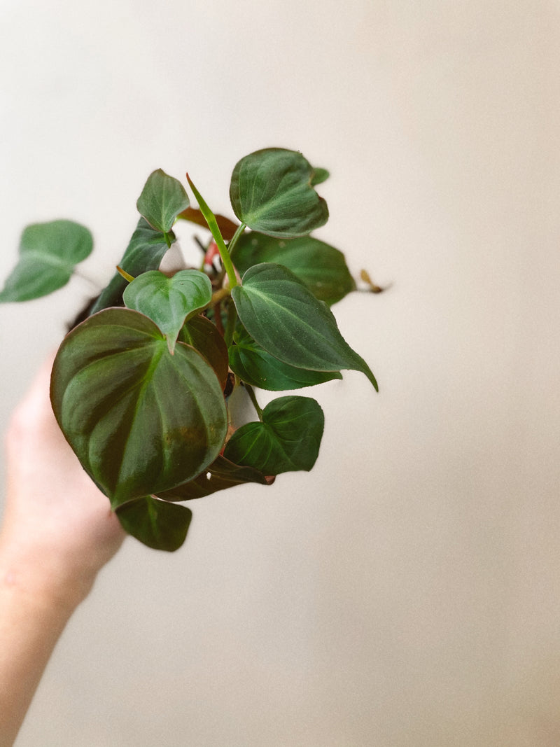 Philodendron 'Mican'