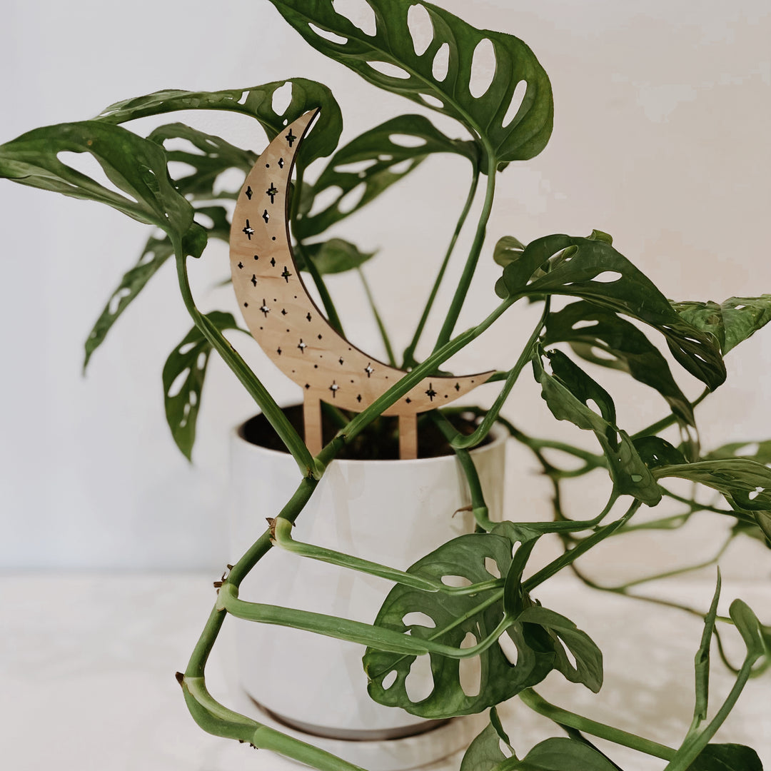 Plant Accessories – The Terracotta Room