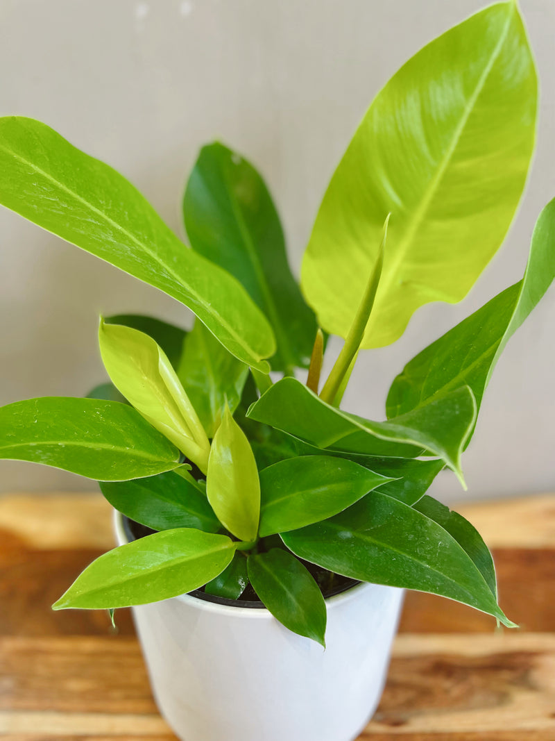 Philodendron 'Moonlight'
