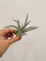 Airplant