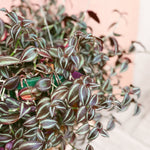 Tradescantia Zebrina