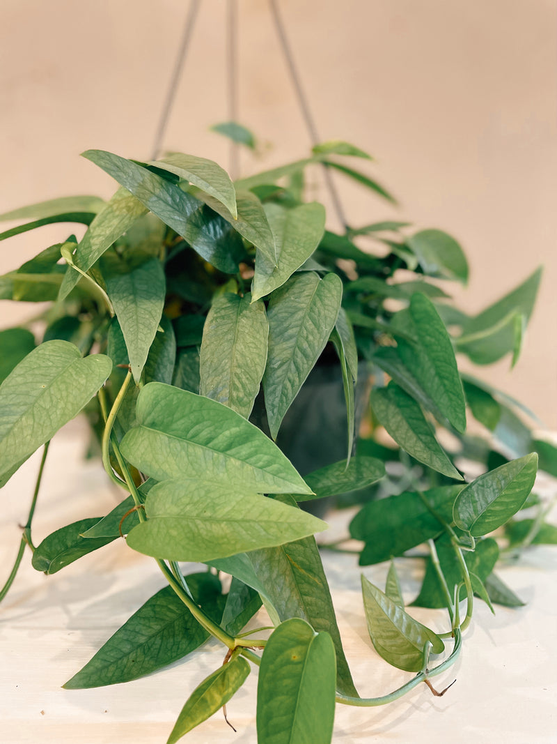 cebu blue pothos for sale Cebu Blue Pothos – The Terracotta Room