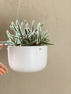 Hanging Ceramic Planter