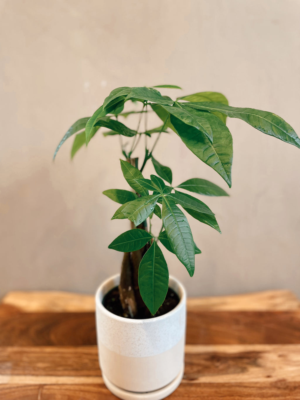 money tree terracotta Money Tree – The Terracotta Room