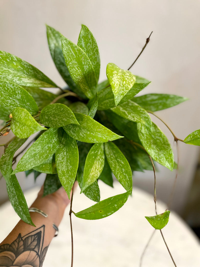 Hoya Pubicalyx Splash