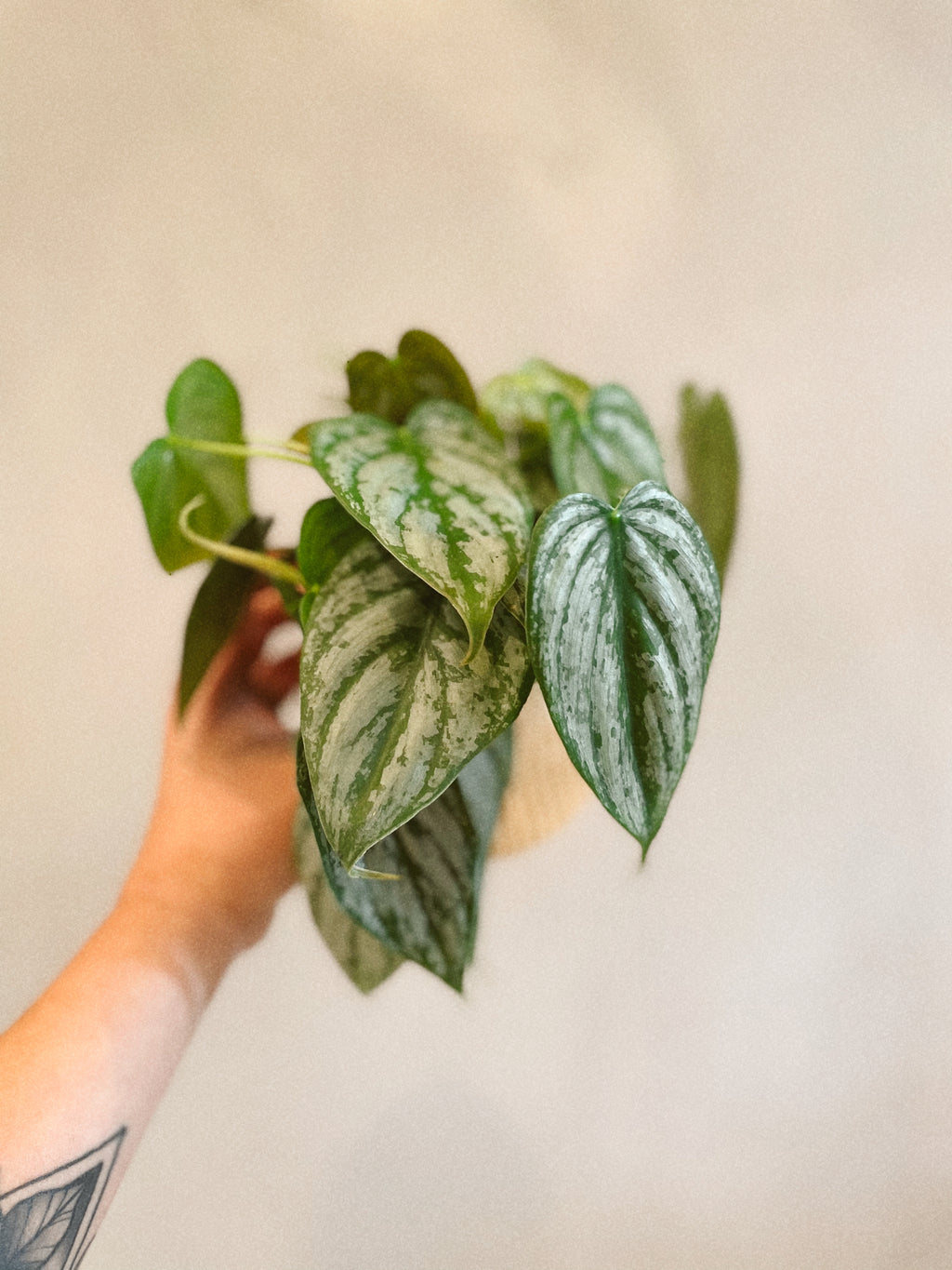 philodendron brandtianum soil Philodendron Brandtianum 'Brandi' – The Terracotta Room