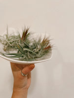 Airplant