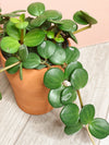 Peperomia Pecuniifolia ‘Hope’