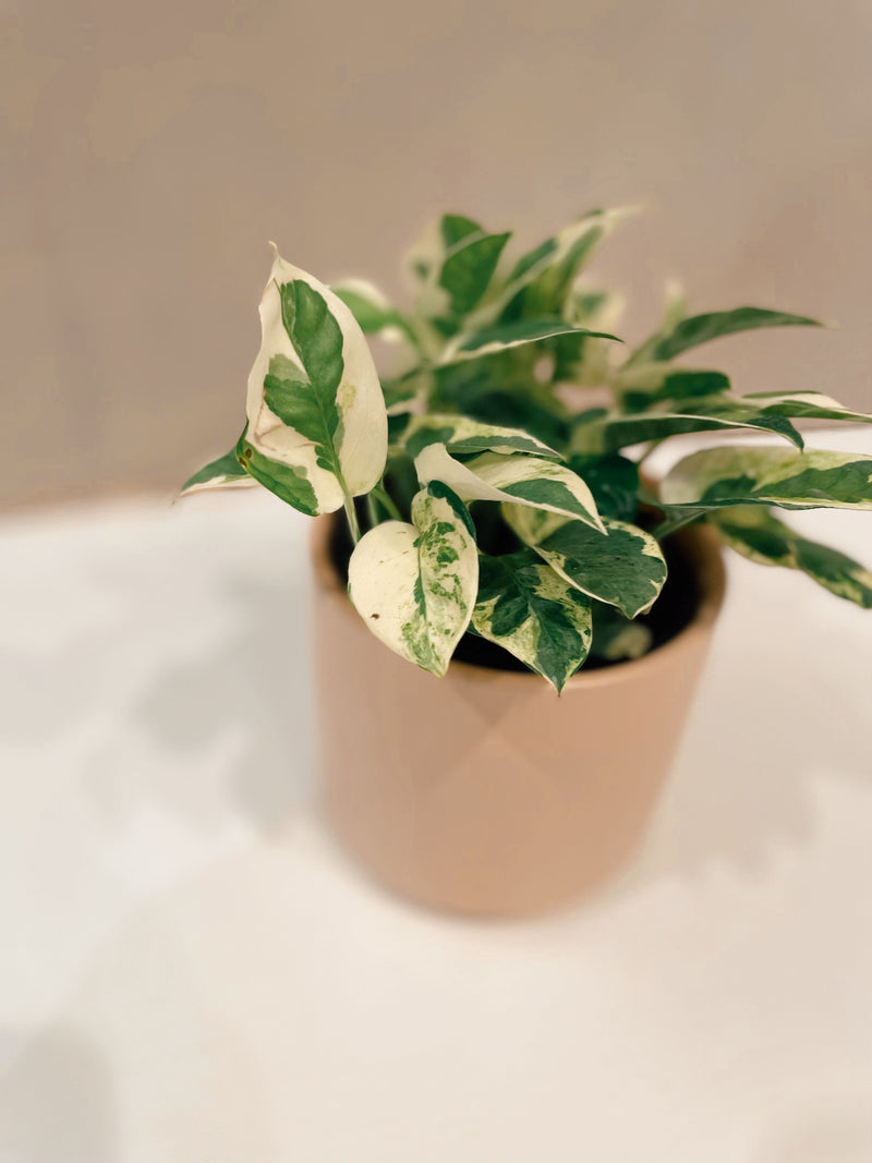 n joy pothos light Pothos 'N Joy' – The Terracotta Room