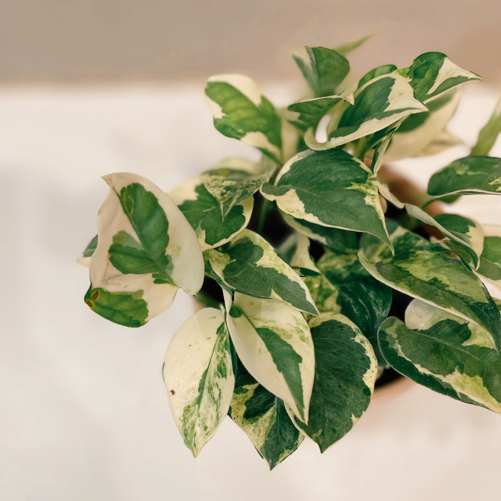 pothos n joy soil Pothos 'N Joy' – The Terracotta Room