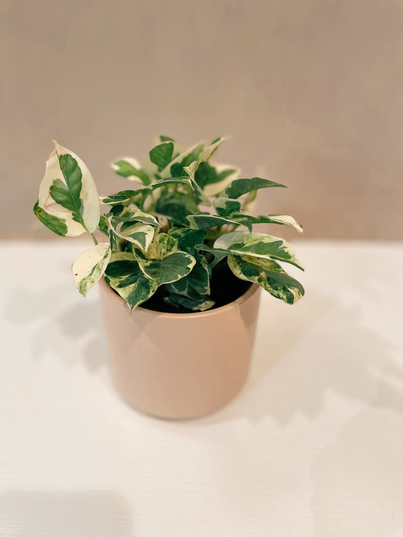 pothos n joy soil Pothos 'N Joy' – The Terracotta Room