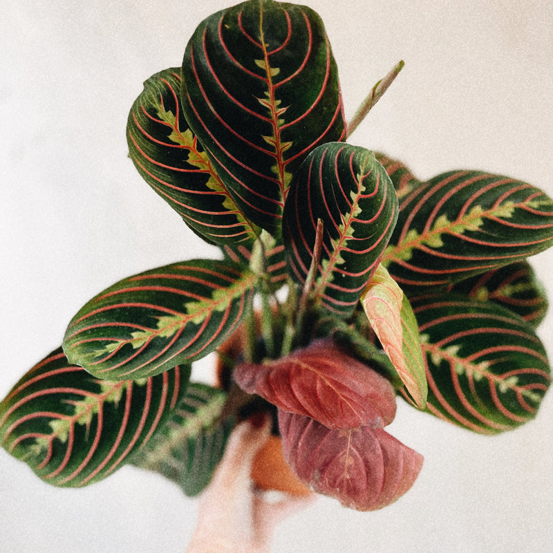 Red Prayer Calathea